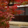 光明寺の紅葉①