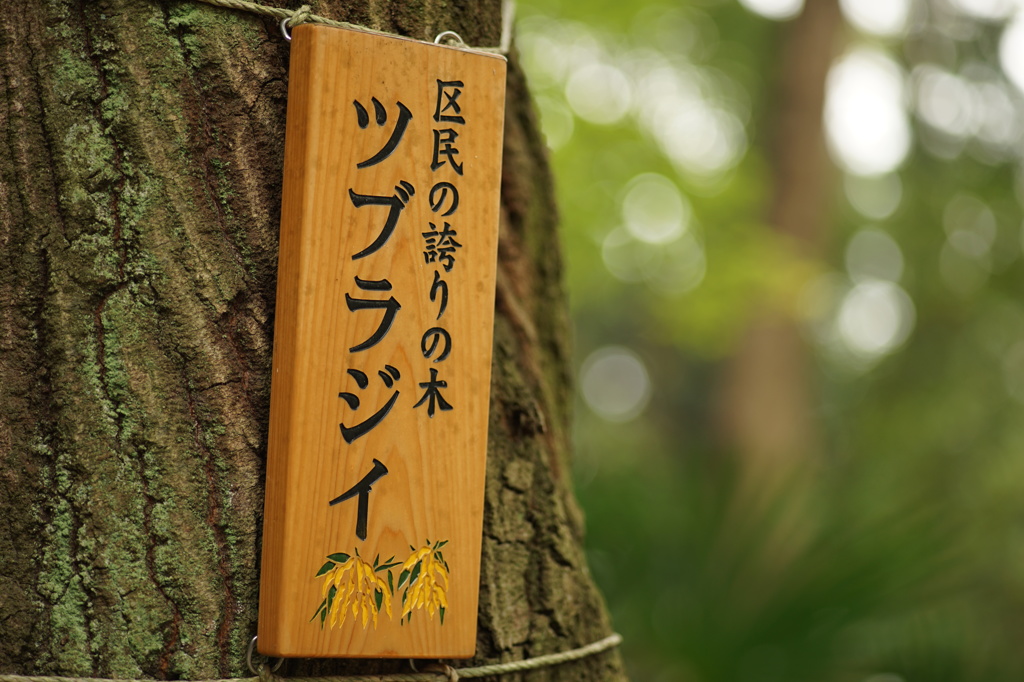 稚児神社のツブラジイ