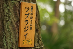 稚児神社のツブラジイ
