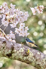 桜ルリビタキ