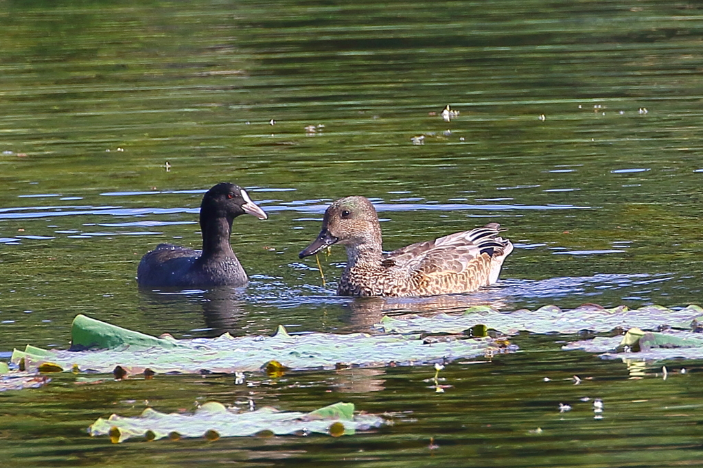 オオバンとヨシガモ♀？