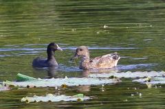 オオバンとヨシガモ♀？