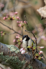 シジュウカラ×桜