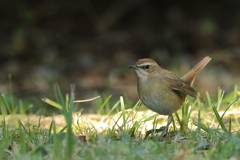 ノゴマ♀