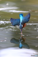 カワセミ