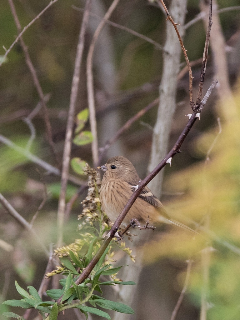 ベニマシコ♀