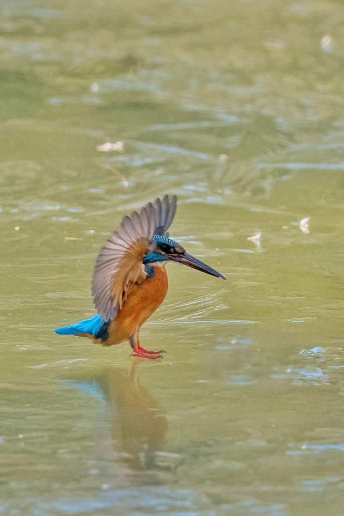 氷上のカワセミ。