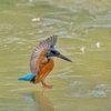 氷上のカワセミ。