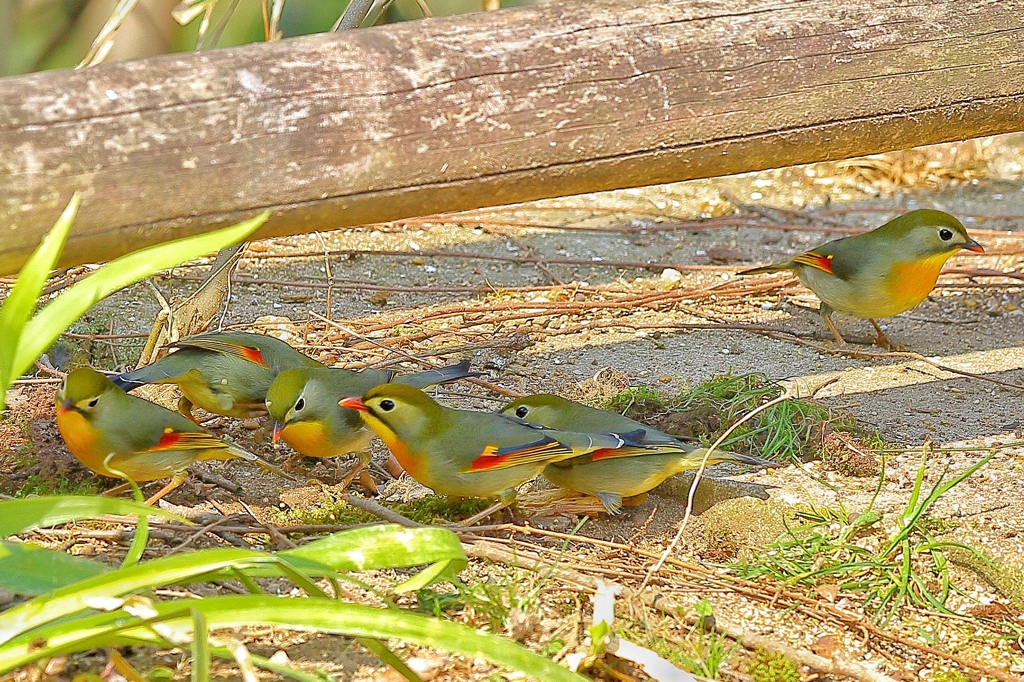 ソウシチョウ