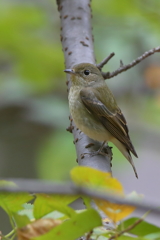 キビタキ♀