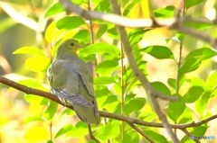 アオバト♀