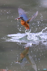 カワセミ