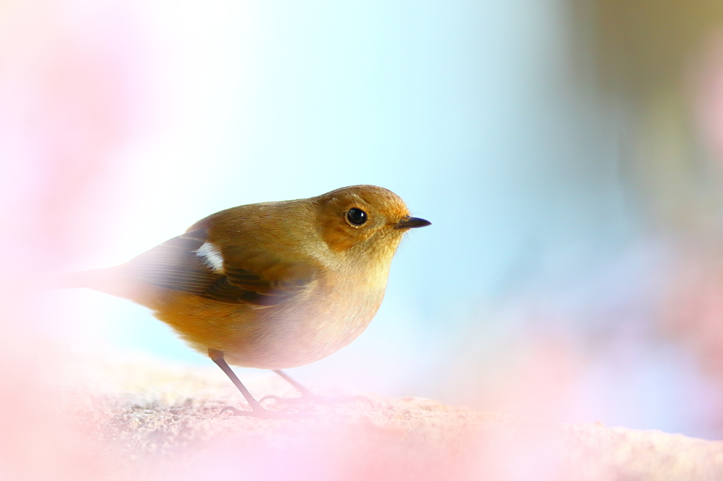 うちのジョビ子