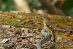 ジョウビタキ♀