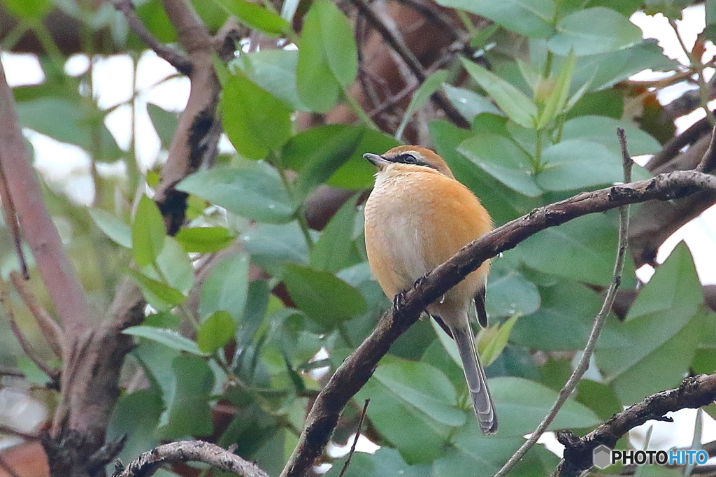 メタボモズ(*´艸`)