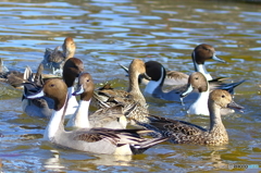 オナガガモがいっぱい！