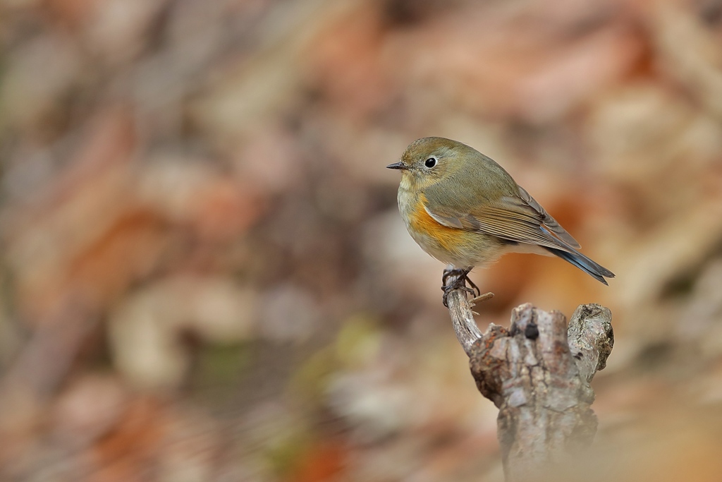 ルリビタキ♀