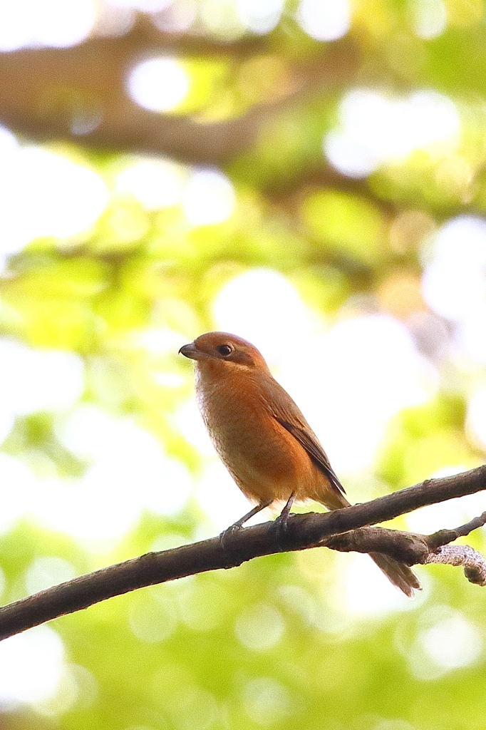 モズ♀