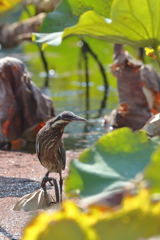 珍鳥タカサゴクロサギ