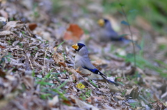 イカル地上に。