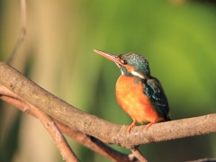 朝日を浴びるカワセミ