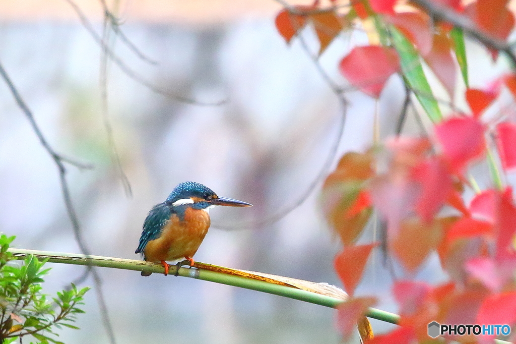 カワセミ♀