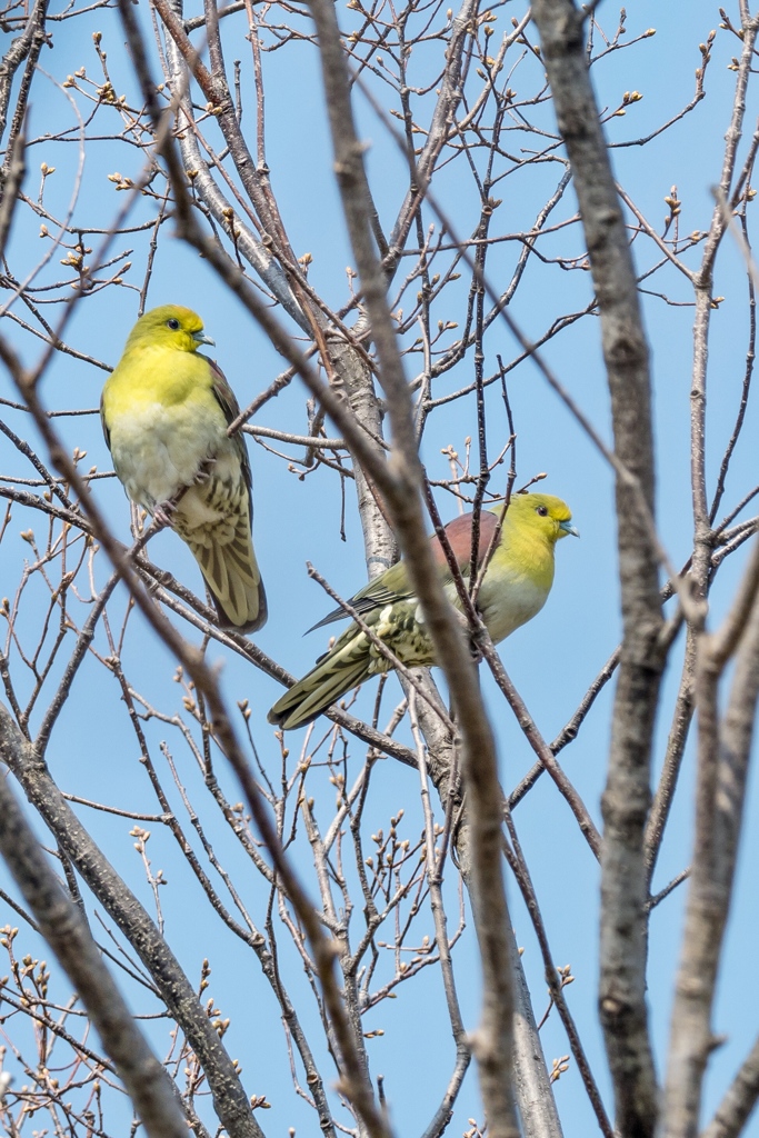 アオバト