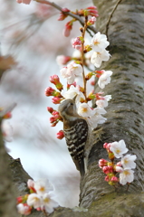 コゲラ×桜