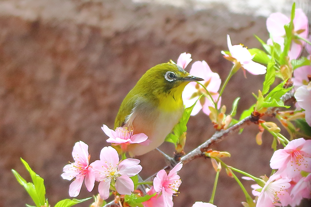 メジロ×河津桜