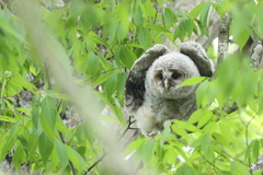 フクロウ巣立ち