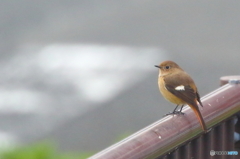 ジョウビタキ♀
