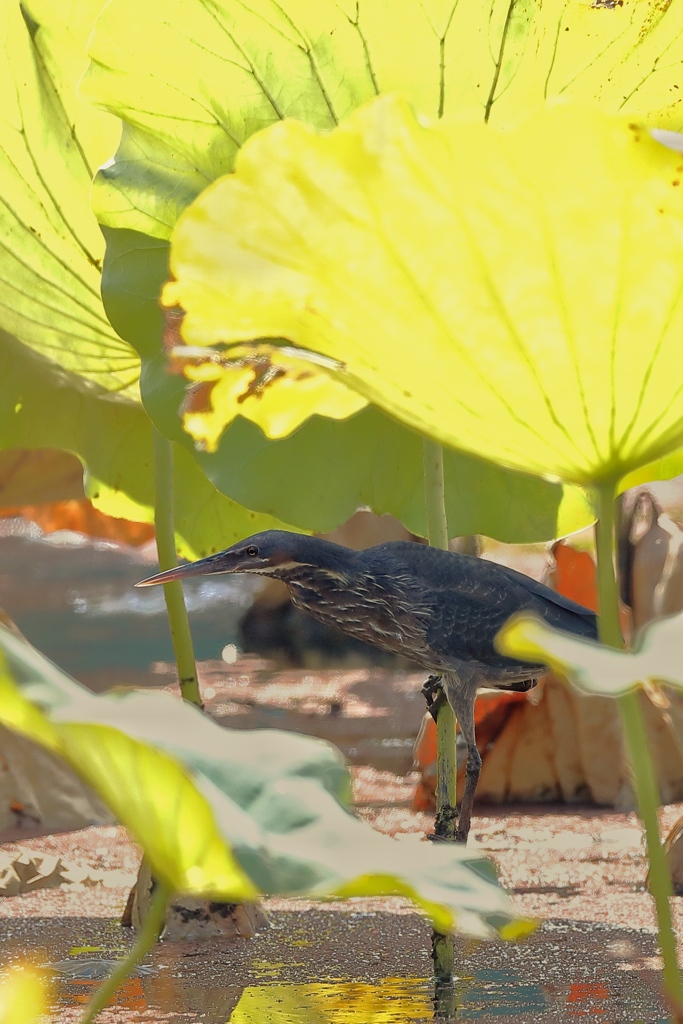 珍鳥タカサゴクロサギ