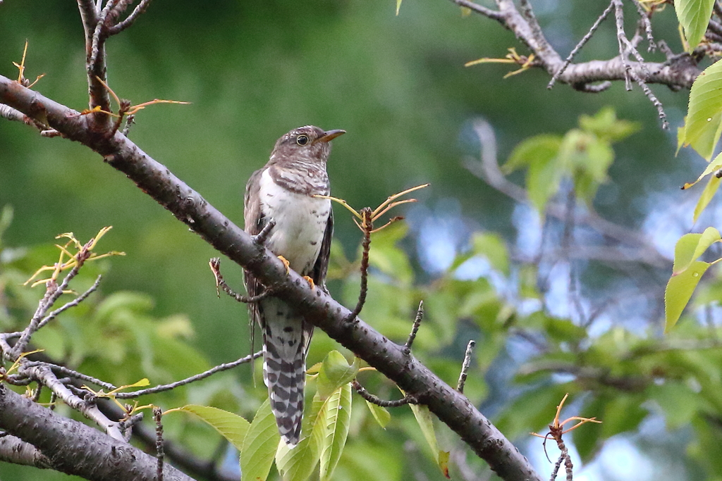 ホトトギス赤色型