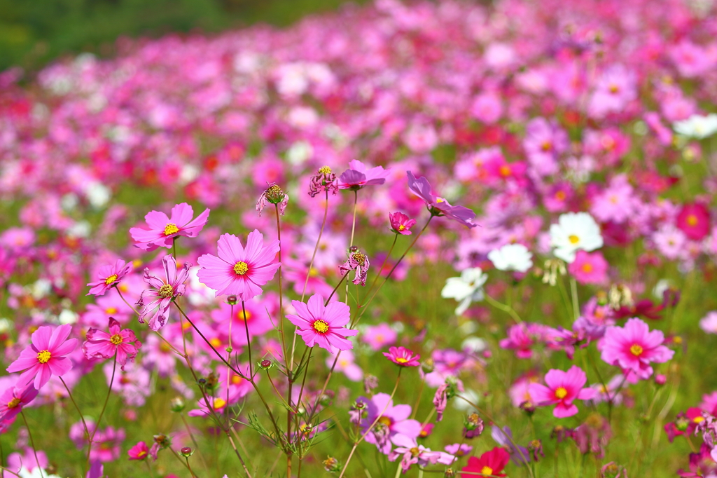 コスモスフェスタ