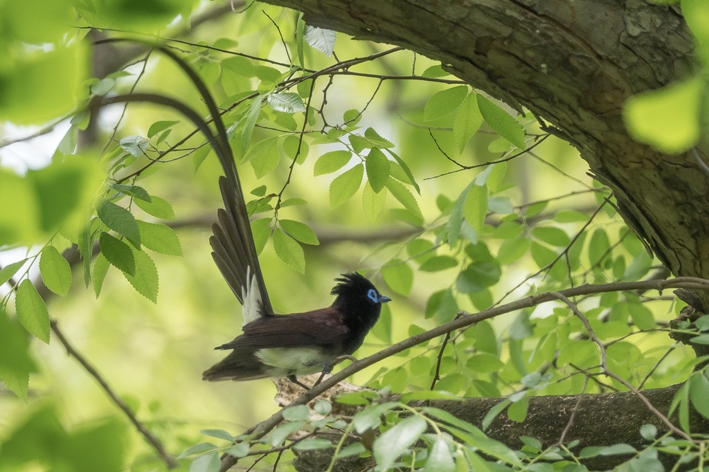 サンコウチョウ