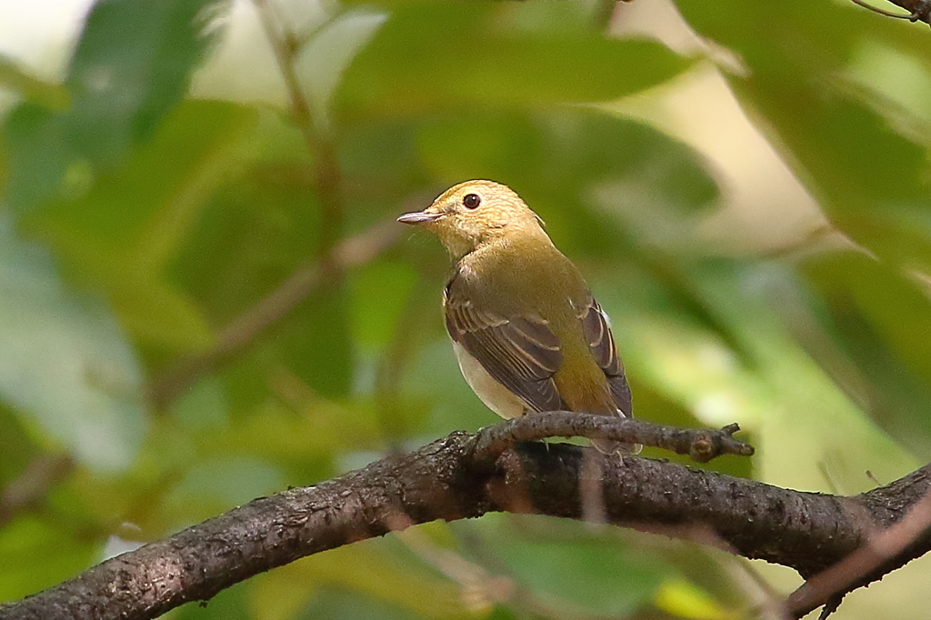 キビタキ♀