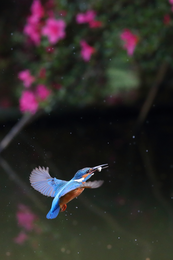 躑躅×カワセミ