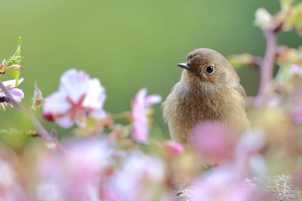 うちのジョビ子×河津桜