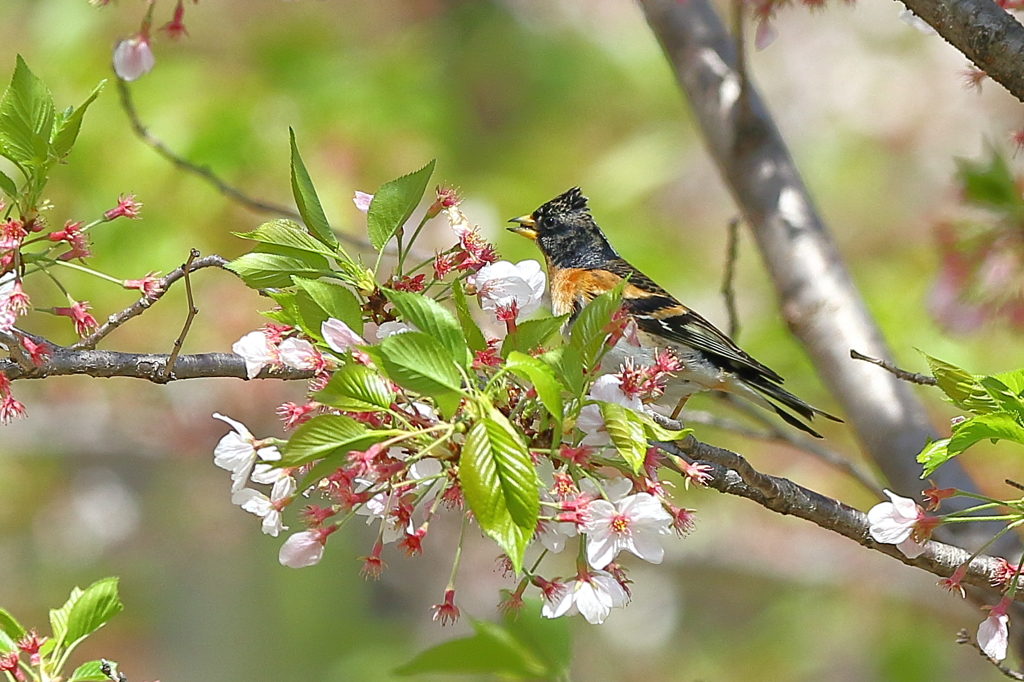 桜アトリ