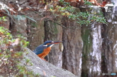 カワセミ