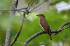 オオルリ♀