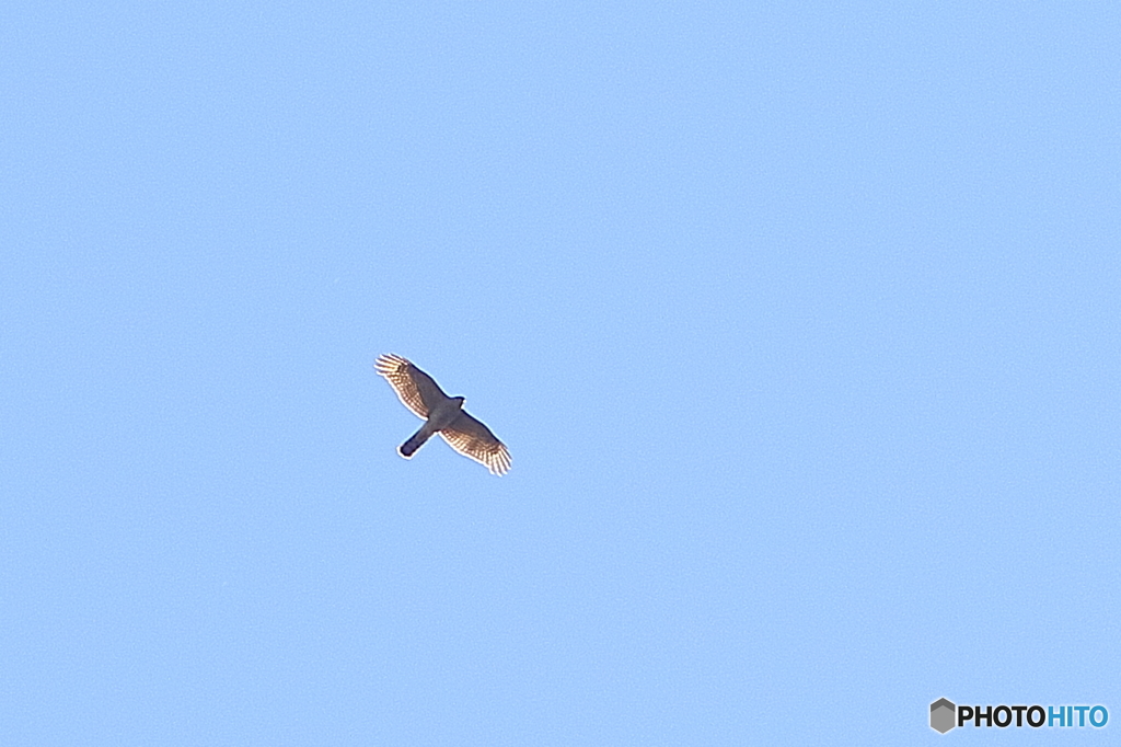 オオタカかなぁ？