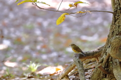 ルリビタキ♀