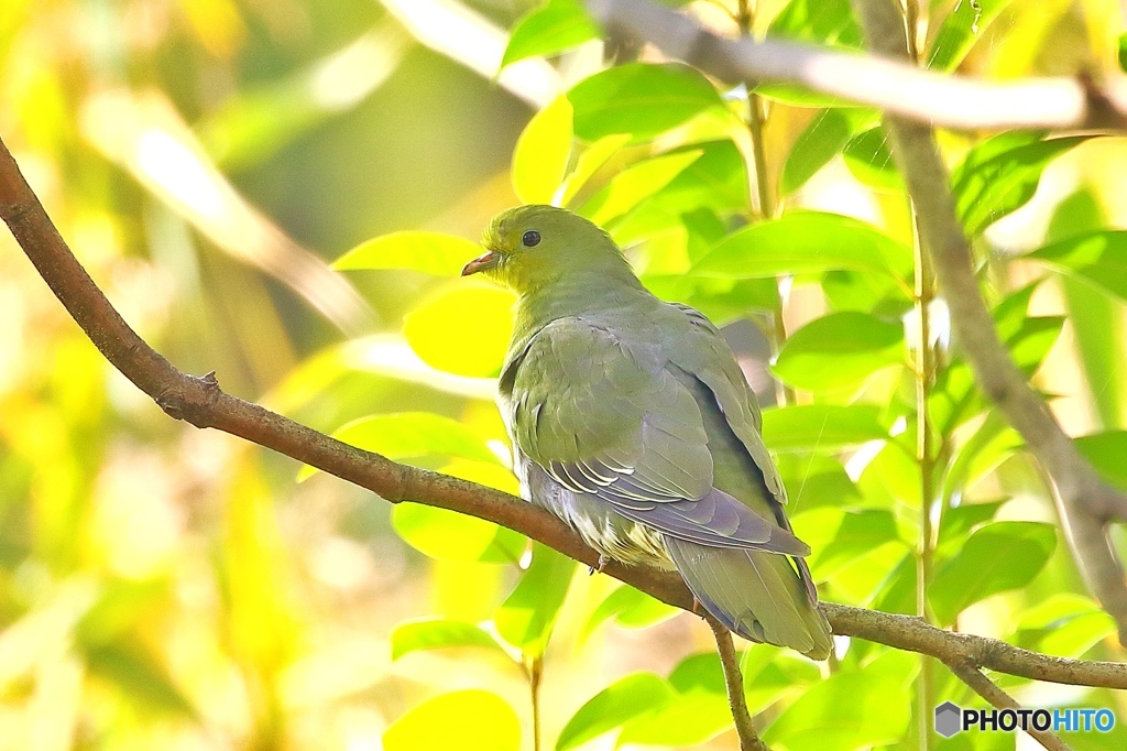 アオバト♀