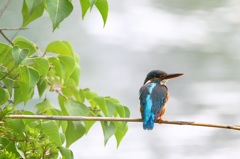 カワセミ♀