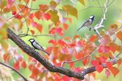 南京櫨とシジュウカラ