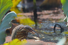 珍鳥タカサゴクロサギ