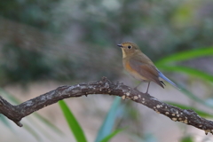 ルリビタキ♀