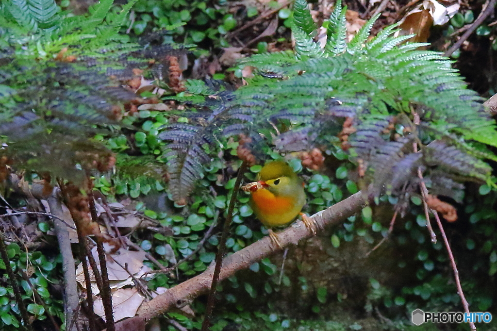 ソウシチョウ