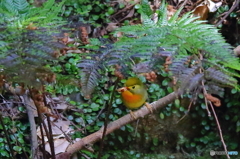 ソウシチョウ